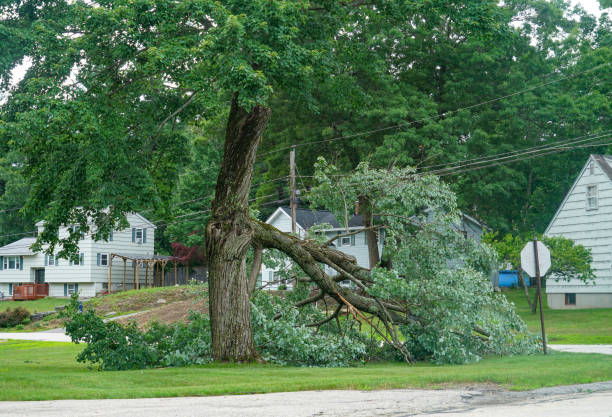 Best Storm Damage Tree Cleanup  in Hopkinsville, KY